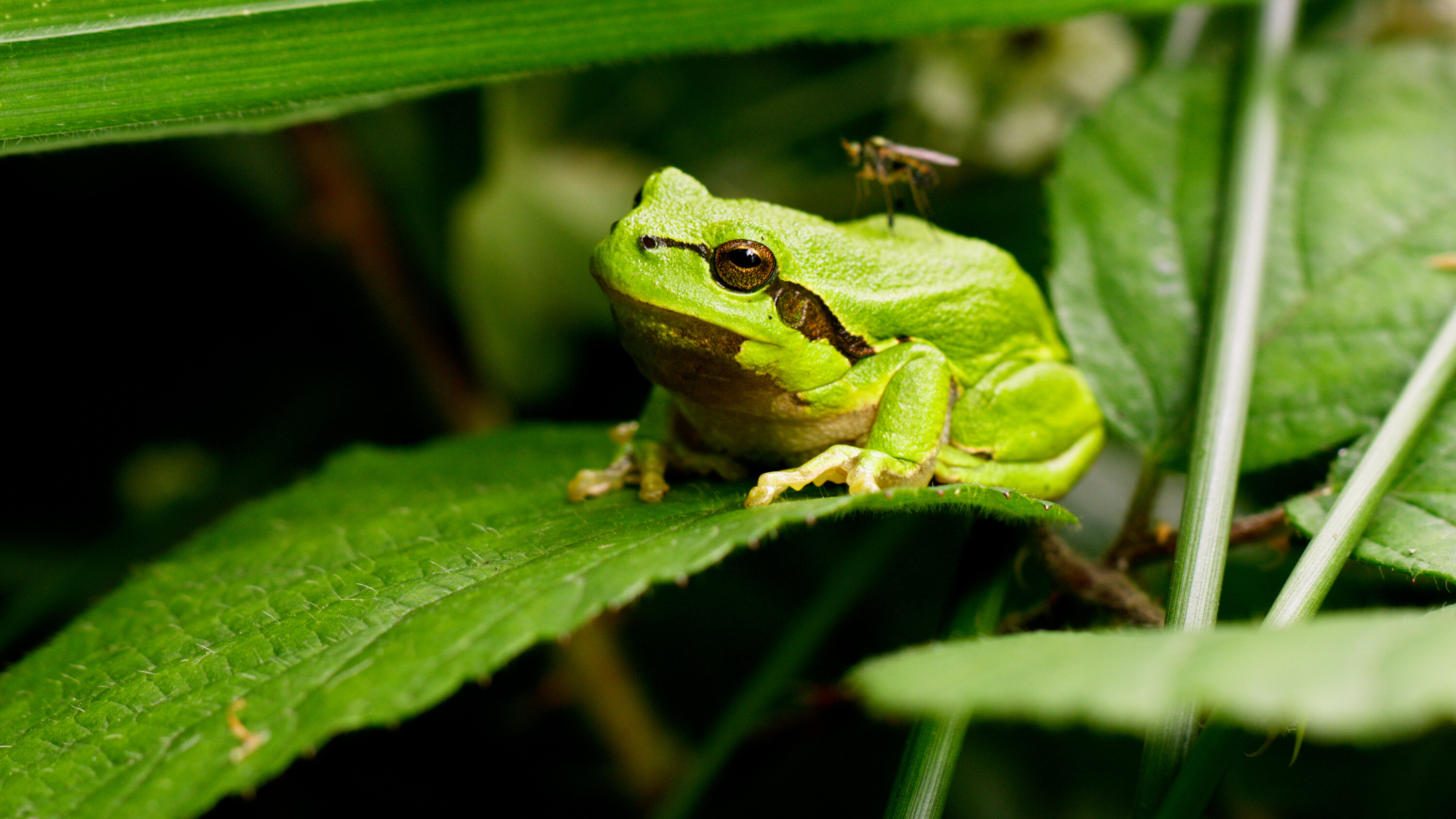 De kracht van natuur