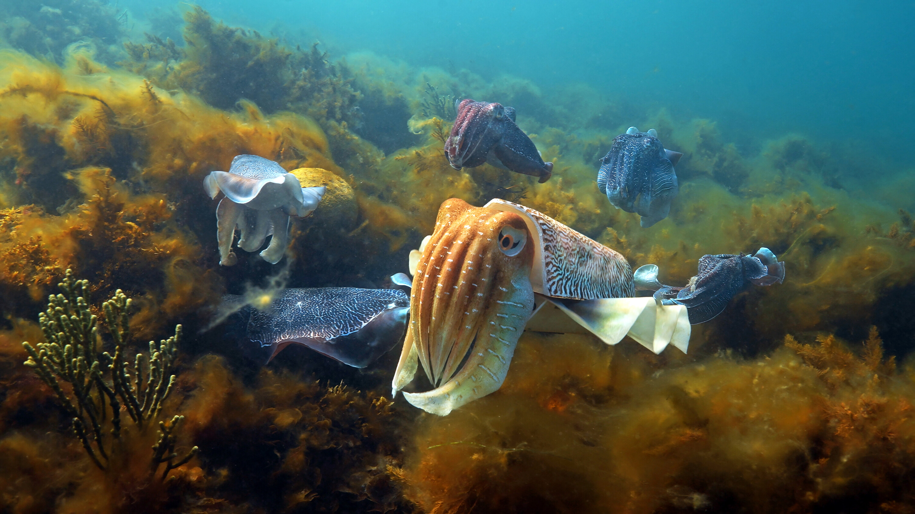 Spy in the Ocean - Diepe gevoelens