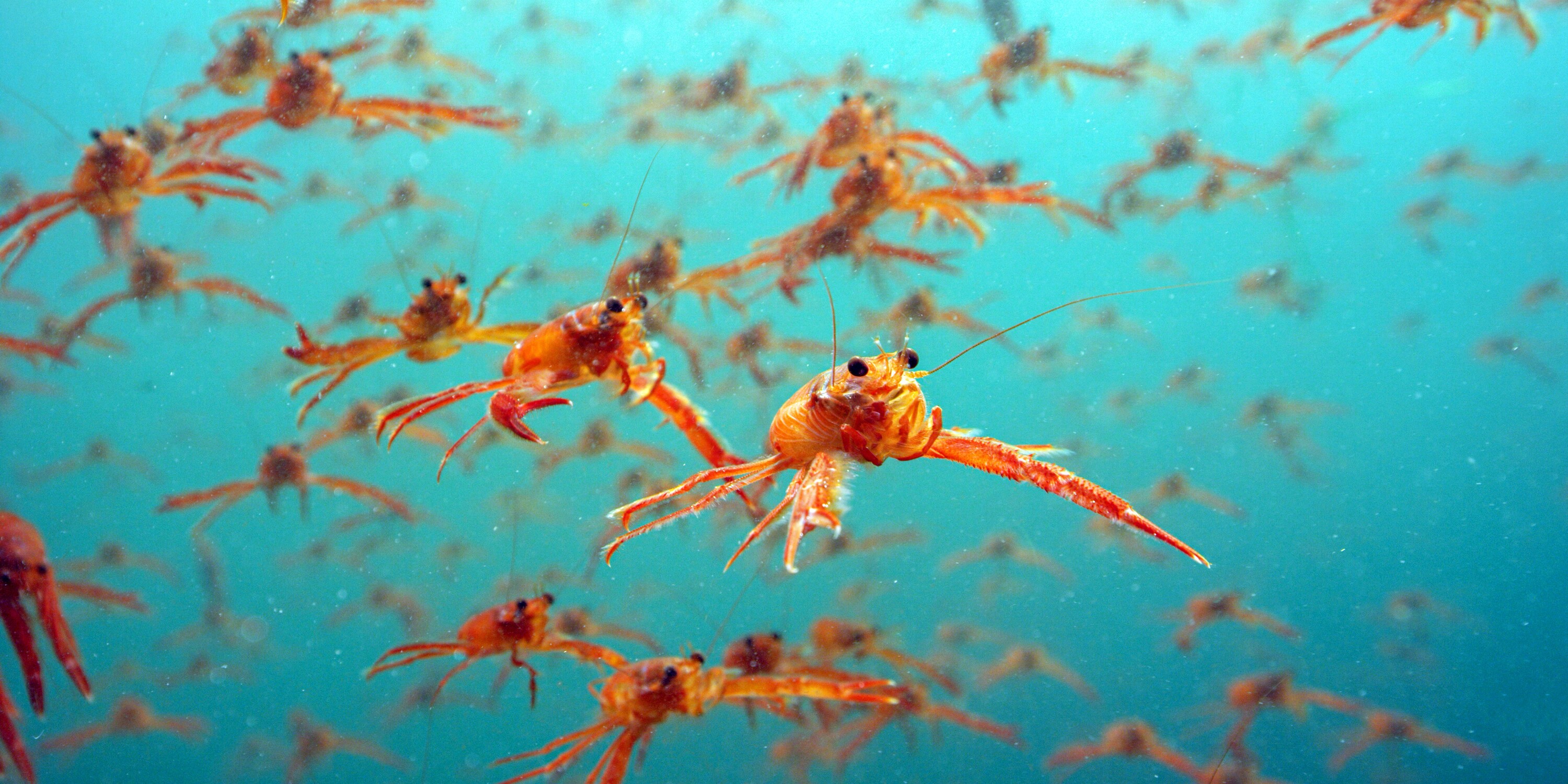 Spy in the Ocean - Diepe relaties