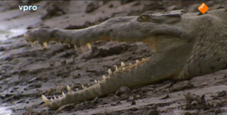 Freek In Het Wild - Gevaarlijke Spelletjes Met Krokodillen