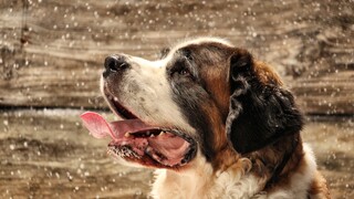 The Secret Life Of Dogs - Onze Oude Huisvriend