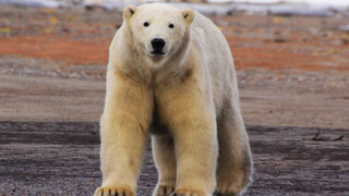 Natuur op 2 The Great Polar Bear Feast