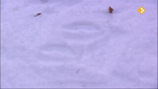 Koekeloere Sporen in de sneeuw