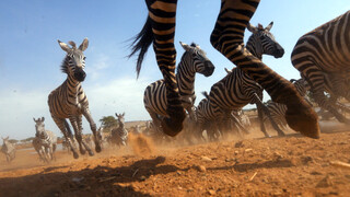 Serengeti - Tegenslag