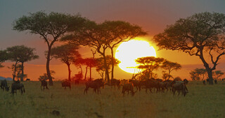Serengeti - Nieuw Leven