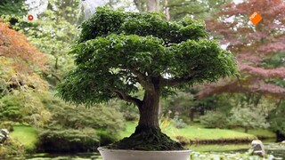 NOS Studio Sport NOS Sport: Schaatsen World Cup Nagano