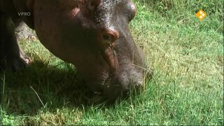 Freek op safari Nijlpaarden/Worstboomvrucht