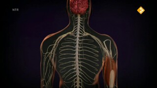 Bio-Bits onderbouw: Mens en lichaam Zenuwstelsel
