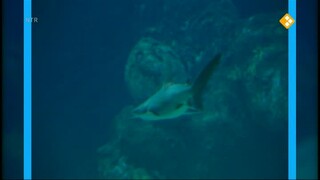 Het Klokhuis Haaienverzorger