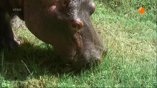 Freek Op Safari - Nijlpaarden/worstboomvrucht