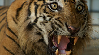 Natuur Op 2 - De Levensgevaarlijke Sumatraanse Tijger