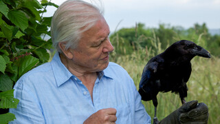 David Attenborough's Rariteitenkabinet - Nieuwsgierige Karakters