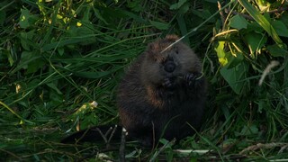 De Terugkeer Van - De Bever