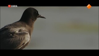 Vroege Vogels Tv - Vroege Vogels Presenteert: Levende Rivier