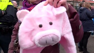 PowNews Pegida-baas opgepakt vanwege varkensmuts
