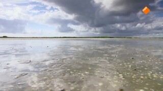 Wildernis Onder Water - De Monding Van De Grote Rivieren