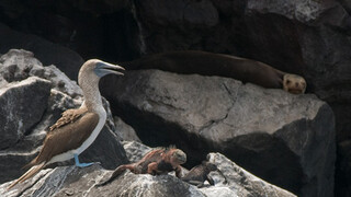 Beagle, in het kielzog van Darwin Galapagos: Laboratorium van de evolutie