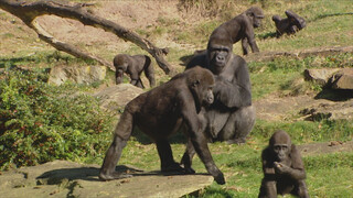Het Klokhuis Gorilla