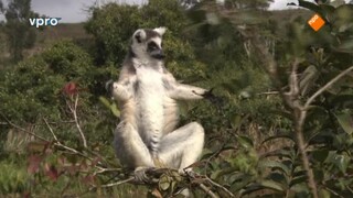 Freeks Wilde Wereld - Madagaskar - Maki's