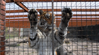 Brandpunt: Nederland opvangland voor tijgers en leeuwen