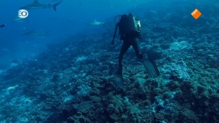 Blue Planet - Blue Planet Ii: The Making Of