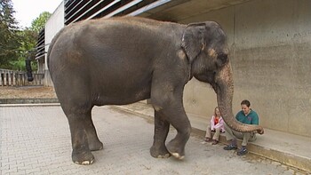 De slurf van de olifant