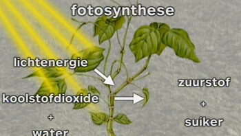 Fotosynthese