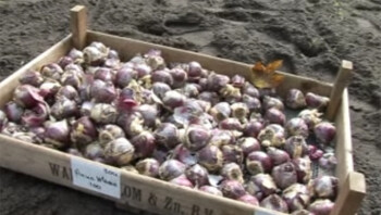 Bollen planten