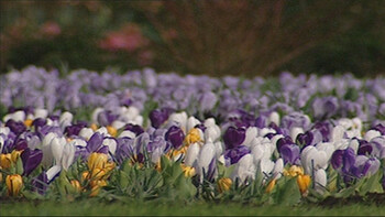 Vroege bloeiers