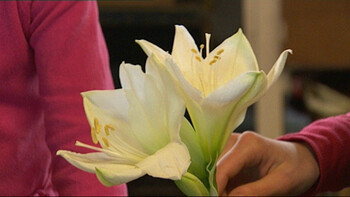 Bloemen