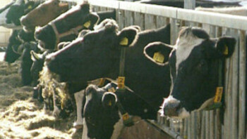 Koeien staan 's winters op stal