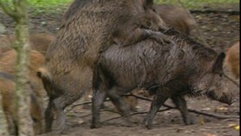De paartijd van de wilde zwijnen
