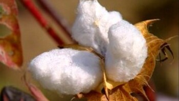 Een biologische katoenplantage in Peru