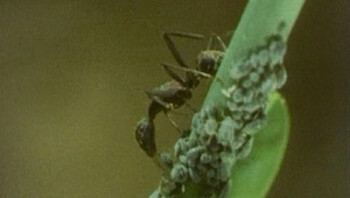 Mieren en bladluizen
