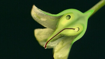 Hoe groeit een asperge?