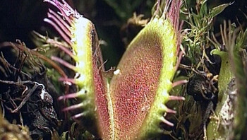 Planten die insecten eten