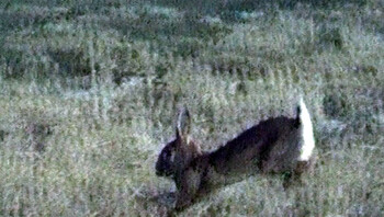 Havik jaagt op konijn