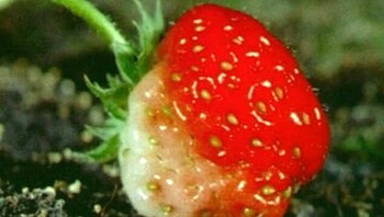 Hoe groeien aardbeien?
