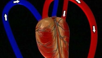 Hart- en bloedvaten