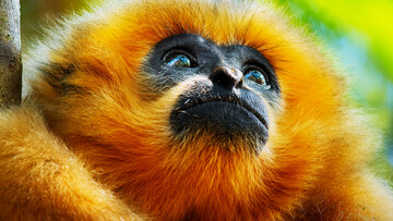 A Perfect Planet | Trailer