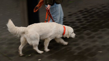 Een hondencursus is hier verplicht - Dit is de Kwestie