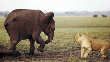 Planet Earth | Trailer