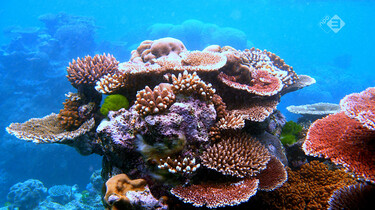 Klimaatjagers in de klas: Het verdwijnen van koraal in Oceanië