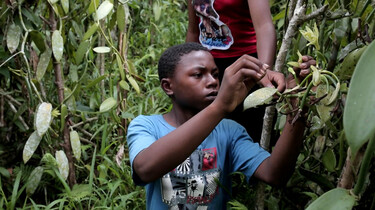 Jean (14) plukt vanille op Madagascar