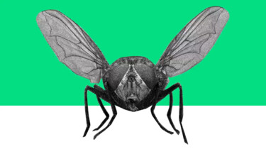 Waarom zijn insecten nuttig?