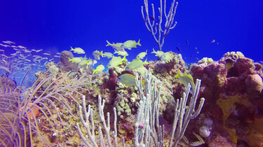 Wat leeft er in een koraalrif?
