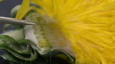 Hoe veranderen paardenbloemen in pluizenbollen?