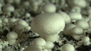 Hoe worden champignons gekweekt?: Van schimmel tot paddenstoel