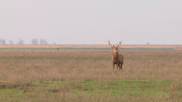 Waarom worden herten in de Oostvaardersplassen afgeschoten?: Populatiebeheer zodat er niet te veel herten komen