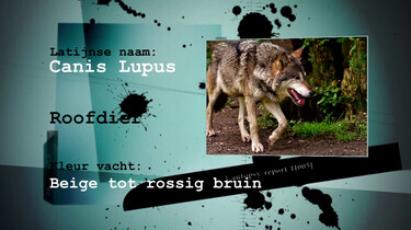 Hoe vind je een wolf?: Zoeken naar poep en pootafdrukken in het bos